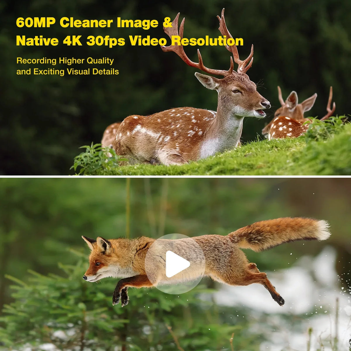 CAMPARK Native 4K 60MP 30FPS Trail Game Cameras WiFi, Starlight Night Vision Dual Lens Bluetooth Waterproof Wildlife Camera with IMX458 Sensors Outdoor Hunting Deer Cam with SD Card